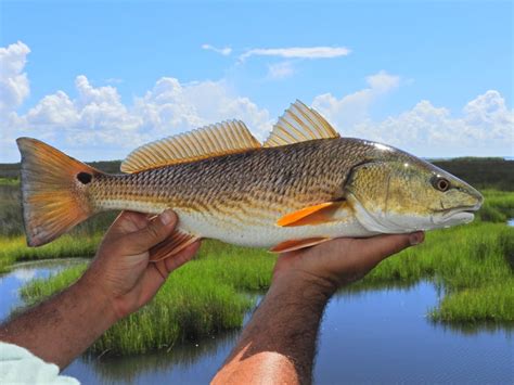 Understanding Redfish Behavior and How It Can Help You Use a NXGIC Spinnerbait